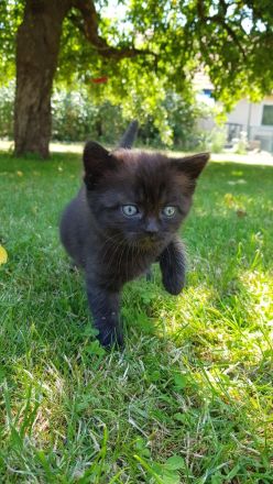 Babykatzen - Seelenkatzen aus liebevoller Haltung