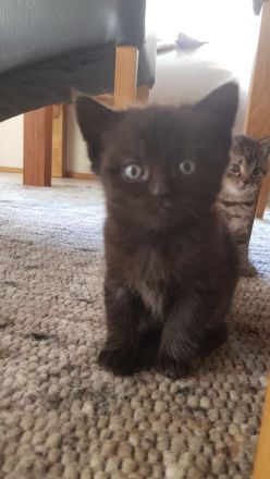 Babykatzen - Seelenkatzen aus liebevoller Haltung