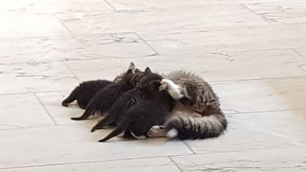 Babykatzen - Seelenkatzen aus liebevoller Haltung