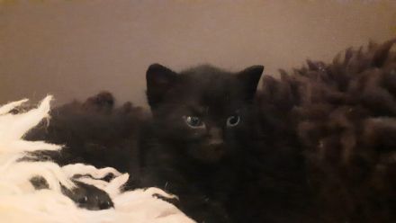 Katzenwelpen Hauskatze