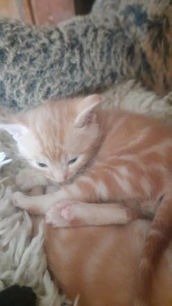 Katzenwelpen Hauskatze