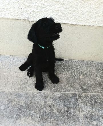 Riesenschnauzerwelpen