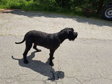 Riesenschnauzerwelpen