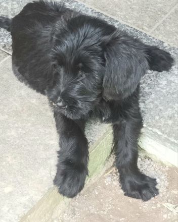 Riesenschnauzerwelpen