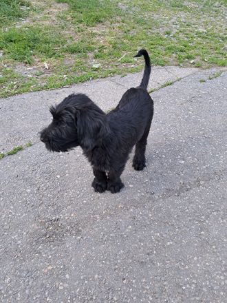 Riesenschnauzerwelpen