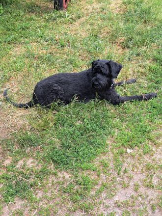 Riesenschnauzerwelpen