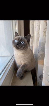 1 BKH Kitten ABHOLBEREIT sucht noch ein Zuhause