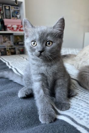 1 BKH Kitten ABHOLBEREIT sucht noch ein Zuhause