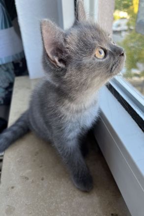 1 BKH Kitten ABHOLBEREIT sucht noch ein Zuhause