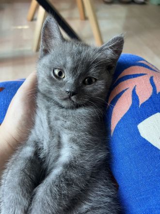 1 BKH Kitten ABHOLBEREIT sucht noch ein Zuhause