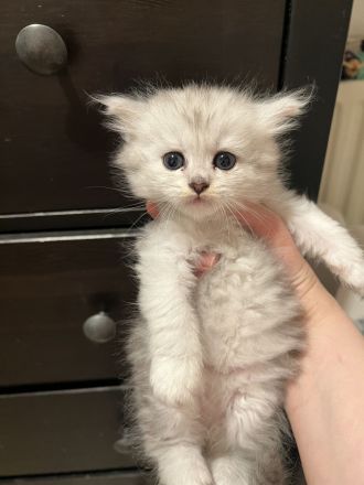 Maine Coon Mix Kitten