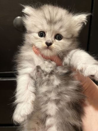 Maine Coon Mix Kitten