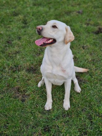 Labradoodle Welpen suchen zu Hause