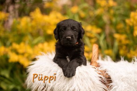 Labradoodle Welpen suchen zu Hause