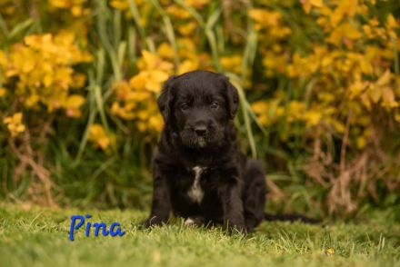 Labradoodle Welpen suchen zu Hause