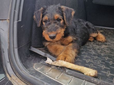 Airedalewelpen aus Familienaufzucht