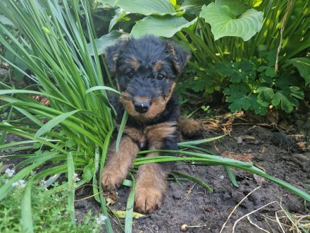 Airedalewelpen aus Familienaufzucht