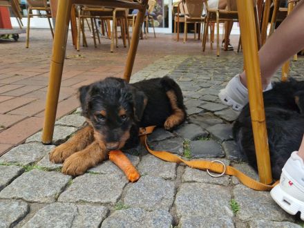 Airedalewelpen aus Familienaufzucht