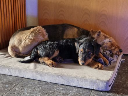 Airedalewelpen aus Familienaufzucht