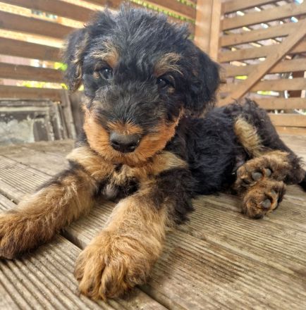 Airedalewelpen aus Familienaufzucht