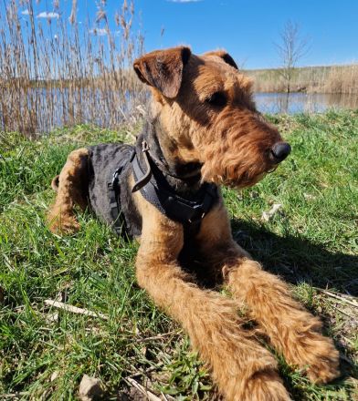 Airedalewelpen aus Familienaufzucht