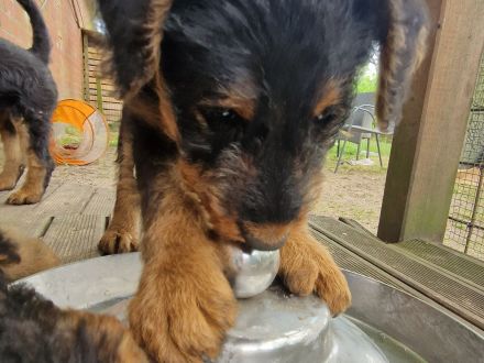 Airedalewelpen aus Familienaufzucht