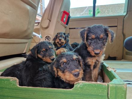 Airedalewelpen aus Familienaufzucht