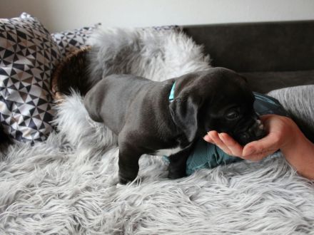 American Bully XL Welpen