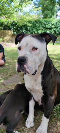 American Bully XL Welpen