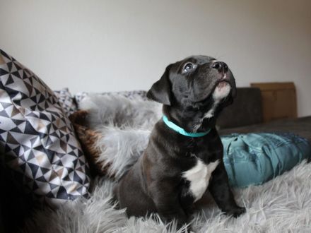 American Bully XL Welpen