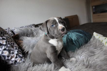American Bully XL Welpen