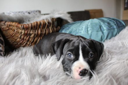 American Bully XL Welpen