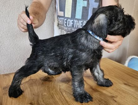 Mittelschnauzer-Welpen mit Papieren