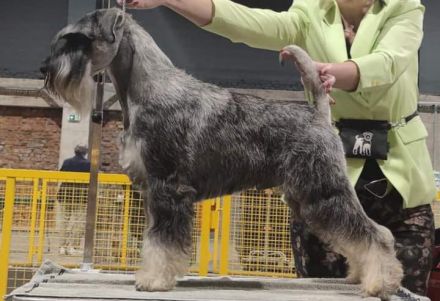 Mittelschnauzer-Welpen mit Papieren