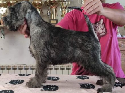 Mittelschnauzer-Welpen mit Papieren