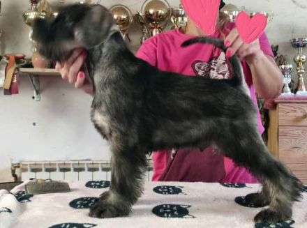 Mittelschnauzer-Welpen mit Papieren