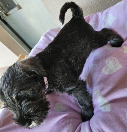 Mittelschnauzer-Welpen mit Papieren