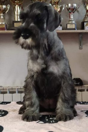 Mittelschnauzer-Welpen mit Papieren