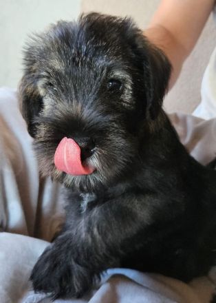 Mittelschnauzer-Welpen mit Papieren