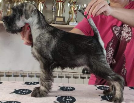 Mittelschnauzer-Welpen mit Papieren