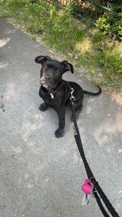 Cane Corso Mix Welpe