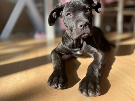 Cane Corso Mix Welpe