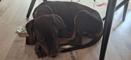 Dobermann Welpe Weibchen