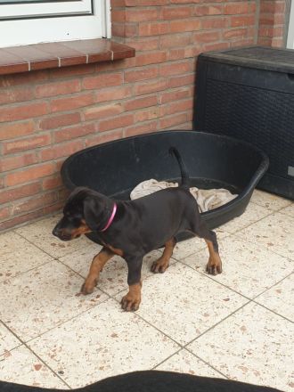 Dobermann Welpe Weibchen