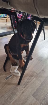Dobermann Welpe Weibchen