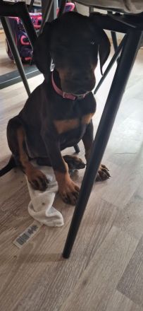 Dobermann Welpe Weibchen