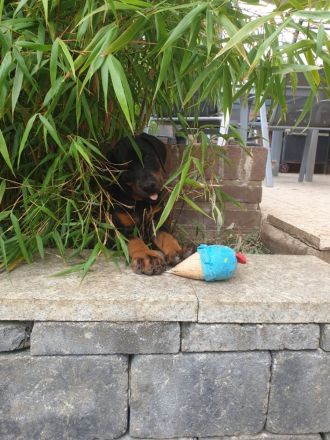 Dobermann Welpe Weibchen