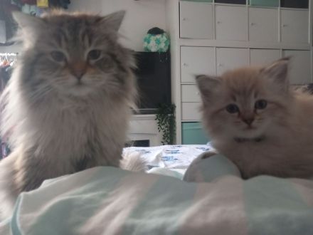 Norwegisch/ Sibirische Waldkatzen Kitten