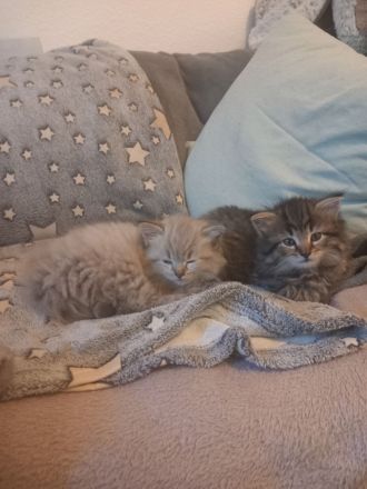 Norwegisch/ Sibirische Waldkatzen Kitten