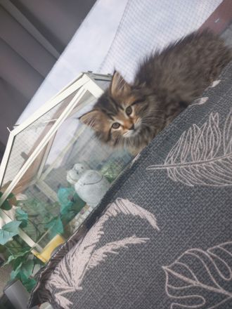 Norwegisch/ Sibirische Waldkatzen Kitten